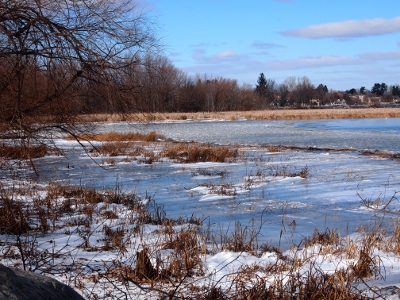 [Marsh with snow among the reeds and ice pretty much everywhere else.]